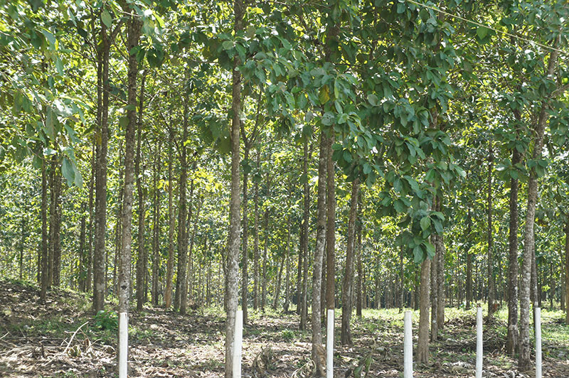 teak plantation finca 19 forwood ab invest in cultivated teak in panama teak plantation finca 19 forwood ab invest in cultivated teak in panama